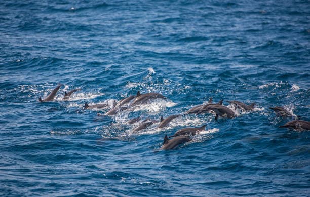 sea vibes with whale watching