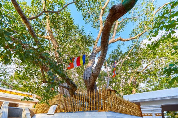 Sacred Bodhi Tree