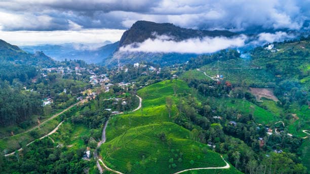 Tea plantations