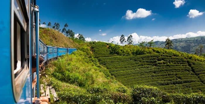 Tea plantations