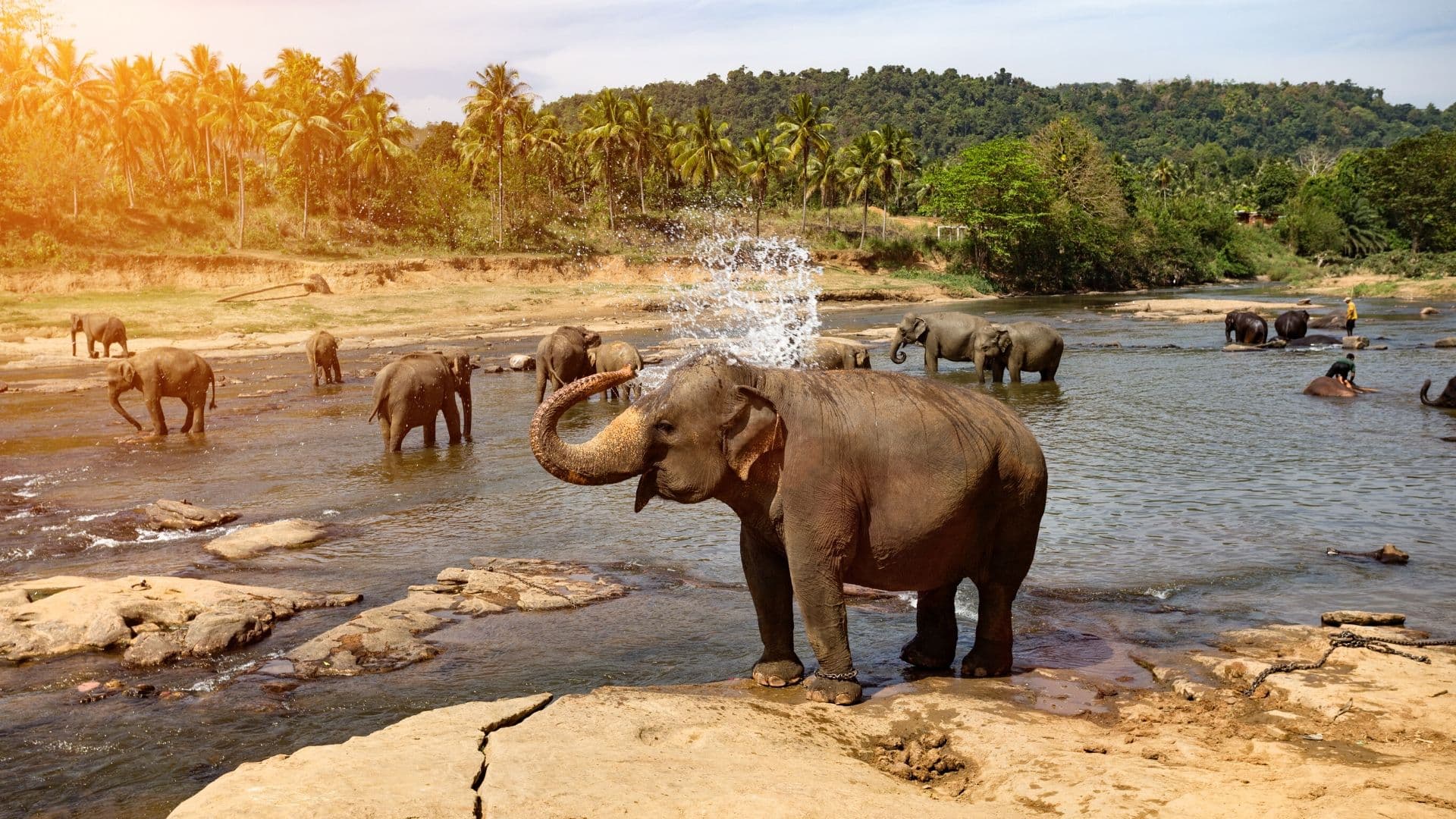 Pinnawala Elephant Orphanage