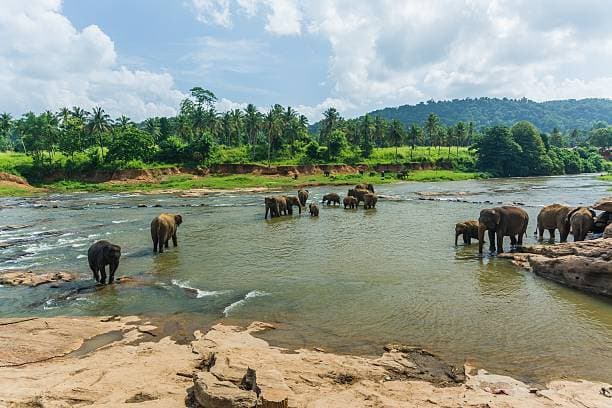 Elephant herd