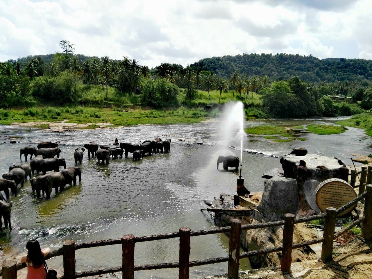 Young elephants