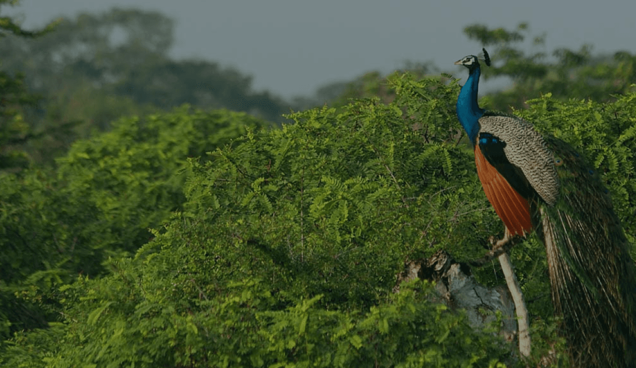 Wildlife safari